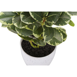Artificial Ficus Elastica Plant (Set of 2)