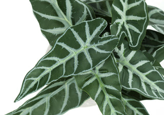 Artificial Alocasia Plant (Set of 2)