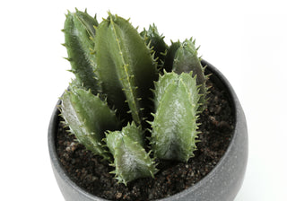 Artificial Succulent Plants (Set of 3)