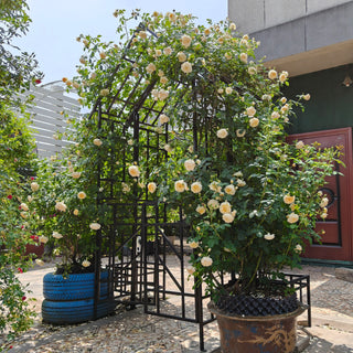 Garden Arch With Gate Climbing Plants Support Outdoor - Black