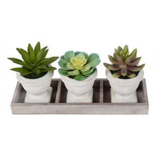 Artificial Succulent, Table Decor (Set of 3) - Green / Beige