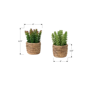 Artificial Succulent, Table Decor (Set of 2) - Green / Light Brown - Plastic