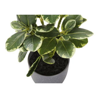 Artificial Ficus Elastica Plant (Set of 2)