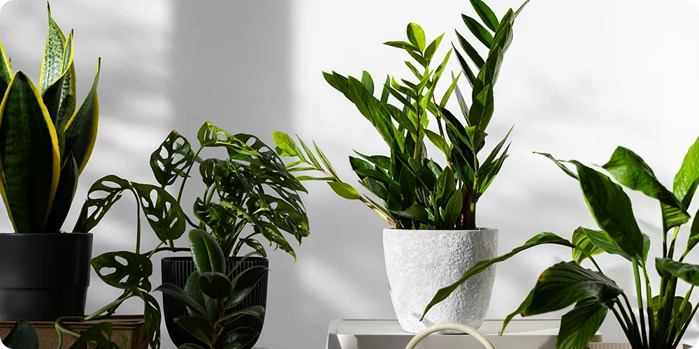Plants With Sleep Benefits